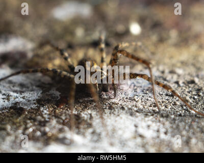 Detaillierte Spider Augen Makro Foto Stockfoto