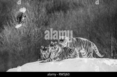 Mehrere sibirische Tiger stehen auf einem verschneiten Hügel und Beute fangen. Schwarz und Weiß. China. Harbin. Mudanjiang Provinz. Hengdaohezi Park. Stockfoto