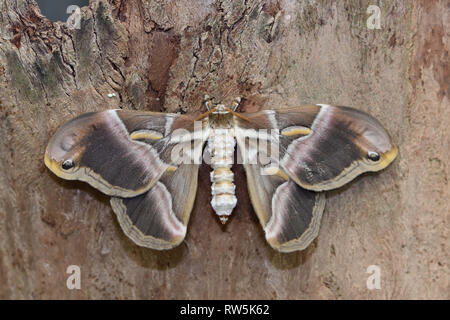 Makroaufnahme eines Ailanthus silkmoth (samia Cynthia) auf einem Baumstamm Stockfoto