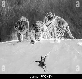 Mehrere sibirische Tiger stehen auf einem verschneiten Hügel und Beute fangen. Schwarz und Weiß. China. Harbin. Mudanjiang Provinz. Hengdaohezi Park. Stockfoto