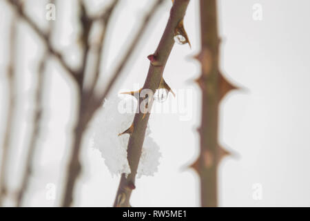 Ein Zweig der Dornen im Schnee Winter, Schneefeld, kalte Winter mit Pflanzen schöne Natur, die Büsche in den Schnee im Schneefeld abgedeckt, bei kaltem Wetter Stockfoto