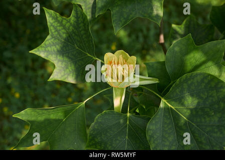 Liriodendron tulipifera Baum Stockfoto