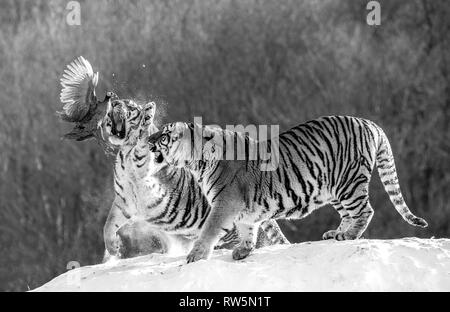 Mehrere sibirische Tiger stehen auf einem verschneiten Hügel und Beute fangen. Schwarz und Weiß. China. Harbin. Mudanjiang Provinz. Hengdaohezi Park. Stockfoto