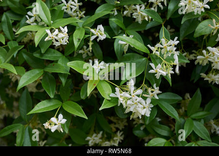 Trachelospermum jasminoides Stockfoto