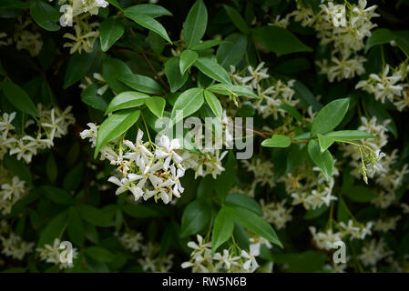 Trachelospermum jasminoides Stockfoto