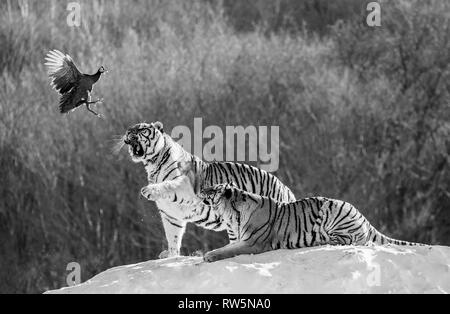 Mehrere sibirische Tiger stehen auf einem verschneiten Hügel und Beute fangen. Schwarz und Weiß. China. Harbin. Mudanjiang Provinz. Hengdaohezi Park. Stockfoto