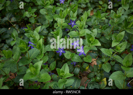 Vinca Major in der Blüte Stockfoto