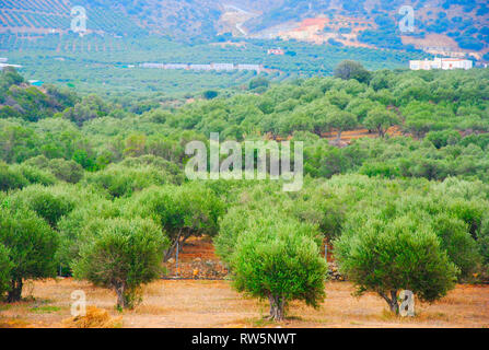 Blühende Olive Tree Farm an einem sonnigen Tag in der Nähe des Dorfes Sisi auf Kreta in Griechenland Stockfoto