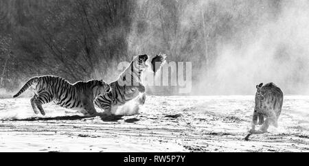 Sibirische Tiger in einer verschneiten Waldlichtung fangen ihre Beute. Sehr dynamische ERSCHOSSEN. Schwarz und Weiß. China. Harbin. Mudanjiang Provinz. Hengdaohezi Park. Stockfoto