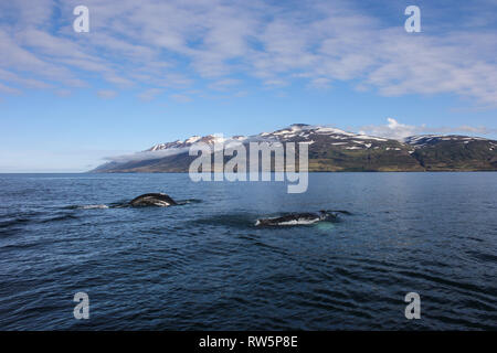 Zwei Buckelwale und Walbeobachtung in Dalvik, Island Stockfoto