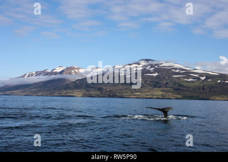 Große Buckelwal Fluke in Dalvik, Island Stockfoto