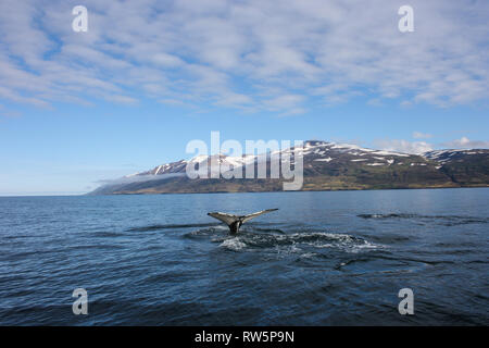 Große Buckelwal Fluke während Walbeobachtung in Dalvik, Island Stockfoto