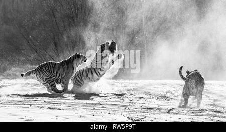 Sibirische Tiger in einer verschneiten Waldlichtung fangen ihre Beute. Sehr dynamische ERSCHOSSEN. Schwarz und Weiß. China. Harbin. Mudanjiang Provinz. Hengdaohezi Park. Stockfoto