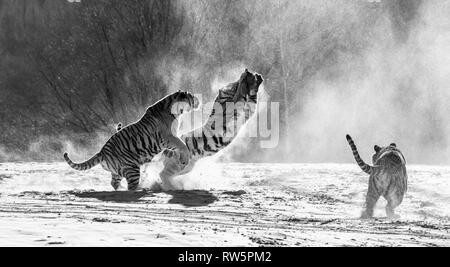 Sibirische Tiger in einer verschneiten Waldlichtung fangen ihre Beute. Sehr dynamische ERSCHOSSEN. Schwarz und Weiß. China. Harbin. Mudanjiang Provinz. Hengdaohezi Park. Stockfoto