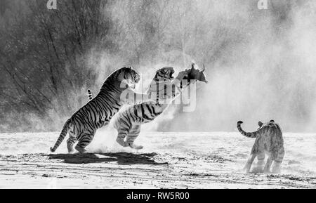 Sibirische Tiger in einer verschneiten Waldlichtung fangen ihre Beute. Sehr dynamische ERSCHOSSEN. Schwarz und Weiß. China. Harbin. Mudanjiang Provinz. Hengdaohezi Park. Stockfoto