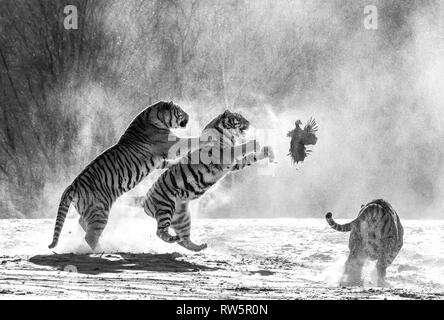 Sibirische Tiger in einer verschneiten Waldlichtung fangen ihre Beute. Sehr dynamische ERSCHOSSEN. Schwarz und Weiß. China. Harbin. Mudanjiang Provinz. Hengdaohezi Park. Stockfoto