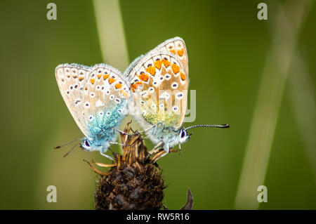 Gemeinsame blaue Schmetterlinge Paarung Stockfoto