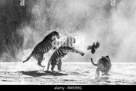 Sibirische Tiger in einer verschneiten Waldlichtung fangen ihre Beute. Sehr dynamische ERSCHOSSEN. Schwarz und Weiß. China. Harbin. Mudanjiang Provinz. Hengdaohezi Park. Stockfoto