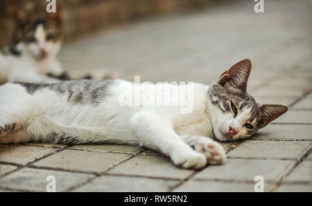 Schmutzig weiß und grau streunende Katze auf ihrer Seite, Aufwachen, die Augen halb geöffnet. Ein weiterer Unscharf im Hintergrund auf Fliesen- Pflaster. Stockfoto