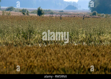 Zwei Kräne in misty Feld. Sommer Landschaft mit Feld und Nebel in der Ferne. Kran Vogel in Getreide. Klassische ländliche Landschaft in Lettland. Stockfoto