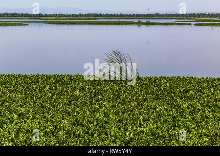 La Segua Feuchtgebiet, wichtige Ramsar in der Provinz Manabi Stockfoto