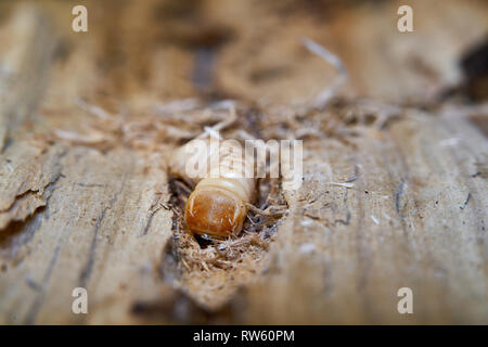 Larve einer großen Pappel longhorn Beetle (Saperda carcharias) in das Holz der Pappel Stockfoto