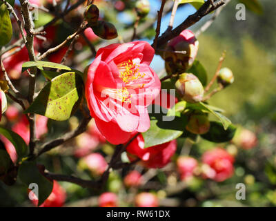 Blühende Kamelienblüten im Winter Stockfoto