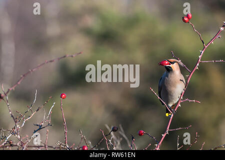 Schönen Vogel, Waxwing Bombycilla garrulus, Fütterung Hagebutte Beeren in einem Strauch auf der schwedischen Insel Oland Stockfoto