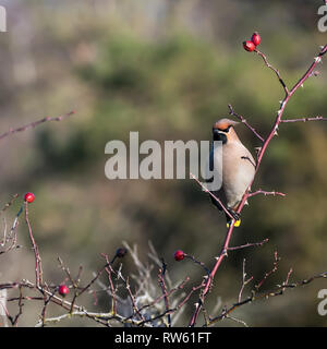 Schönen Vogel, Waxwing Bombycilla garrulus, auf der Suche nach Nahrung in eine Rose hip Strauch auf der schwedischen Insel Oland Stockfoto