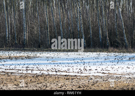 Die letzten schmelzenden Schnee in einem Bauern Feld durch eine Birke Wald Stockfoto
