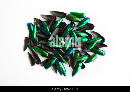 Viele Flügel von Jewel beetle Metallische Holz - langweilige Käfer Buprestid Stockfoto