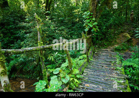 Wanderweg, Bwindi Impenetrable Nationalpark, Uganda Stockfoto