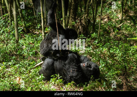 Junge Berggorillas spielen, Gorilla beringei beringei, Mgahinga Gorilla Nationalpark, Uganda Stockfoto