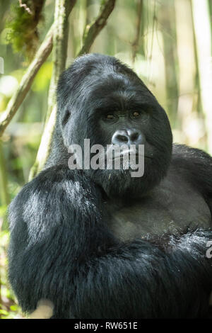 Silverback, Mountain Gorilla, Gorilla beringei beringei, Mgahinga Gorilla Nationalpark, Uganda Stockfoto