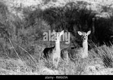 Ein paar weibliche Rehe Peek über den Hügel, um zu sehen, was vor sich geht, in der Scott City, Kansas 2019 entfernt Stockfoto