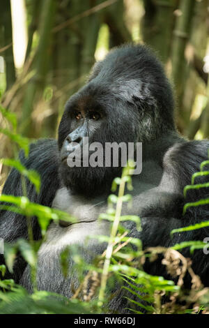 Silverback, Mountain Gorilla, Gorilla beringei beringei, Mgahinga Gorilla Nationalpark, Uganda Stockfoto