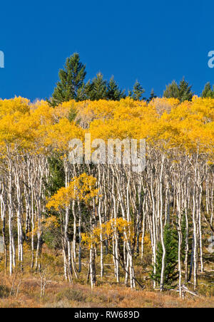 Aspen im Herbst Farbe in der Nähe von Henrys Lake, Idaho Stockfoto