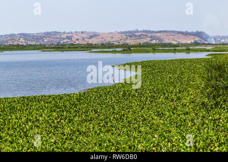 La Segua Feuchtgebiet, wichtige Ramsar in der Provinz Manabi Stockfoto