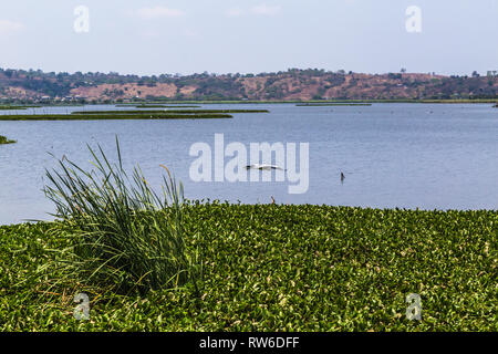 La Segua Feuchtgebiet, wichtige Ramsar in der Provinz Manabi Stockfoto