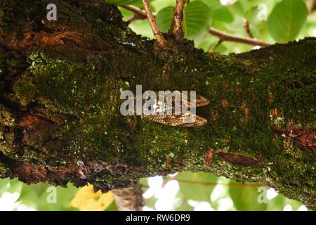 Eine japanische aburazemi (große braune Zikade) ruht auf der Unterseite eines cherry tree branch an einem Sommertag in Kyoto, Japan. Stockfoto