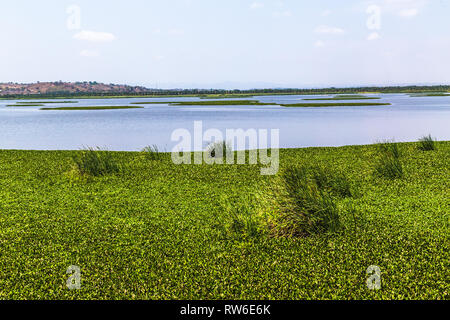 La Segua Feuchtgebiet, wichtige Ramsar in der Provinz Manabi Stockfoto