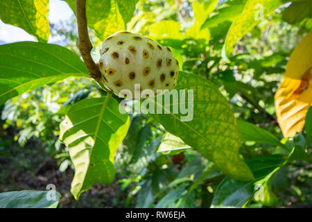 Noni Frucht, für seine Nutzen für die Gesundheit bekannt, wächst an einem Baum Stockfoto