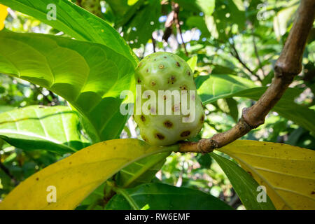 Noni Frucht, für seine Nutzen für die Gesundheit bekannt, wächst an einem Baum Stockfoto