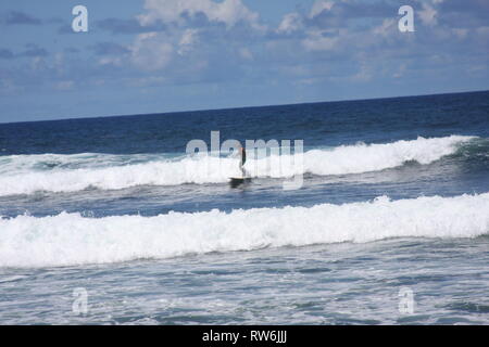 Surfen in Barbados Stockfoto