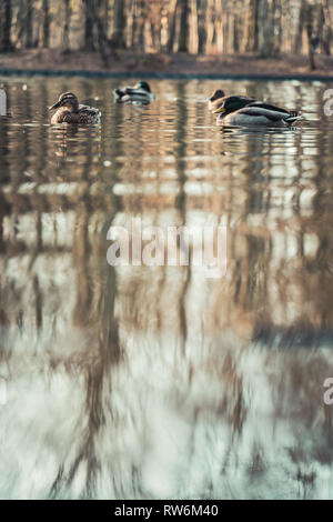 Gruppe von Enten schwimmen in einem kleinen Teich in Köln, Deutschland, Kopieren. Stockfoto