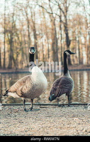 Zwei Kanadagänse am Rande eines kleinen Teiches in Köln, Deutschland. Stockfoto