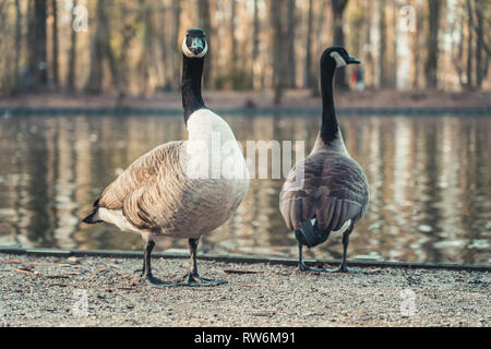 Zwei Kanadagänse am Rande eines kleinen Teiches in Köln, Deutschland. Stockfoto