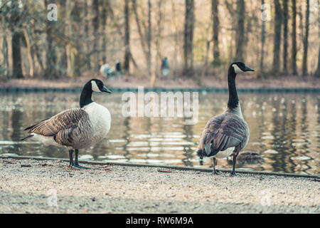 Zwei Kanadagänse am Rande eines kleinen Teiches in Köln, Deutschland. Stockfoto