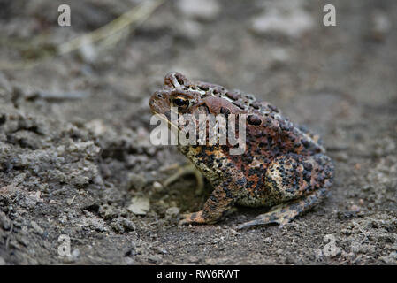 American Toad (Anaxyrus americanus) im Schlamm sonnt Stockfoto