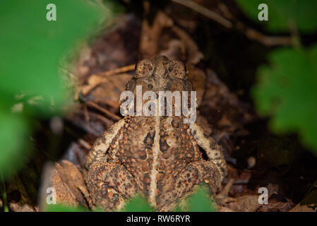 American Toad (Anaxyrus americanus) unter die Blätter auf dem Waldboden verborgen Stockfoto